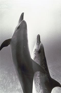 Two dolphins